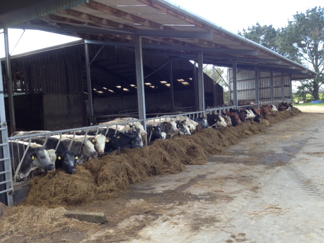Cattle Sheds Photos