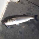 Sand eel caught bass